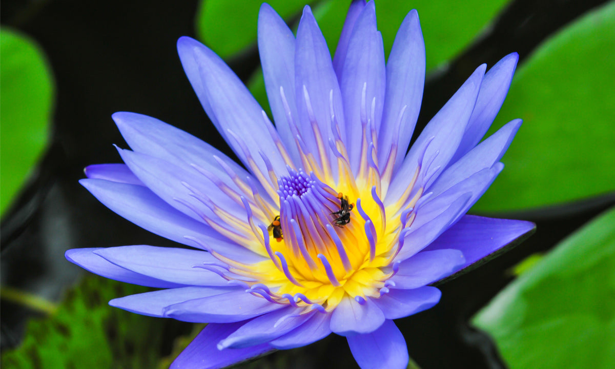 Blue Lotus Flower
